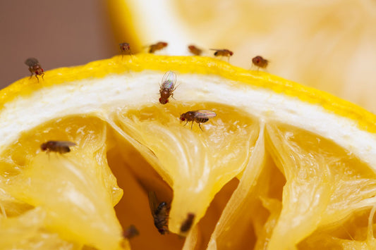 How to Get Rid of Fruit Flies — and Keep Them From Coming Back