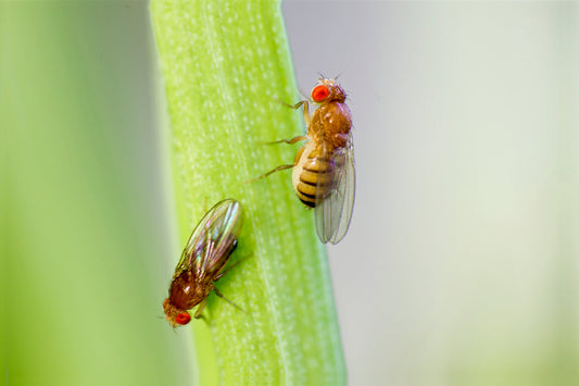 Fruit Fly Defense product line launch – Greenville SC