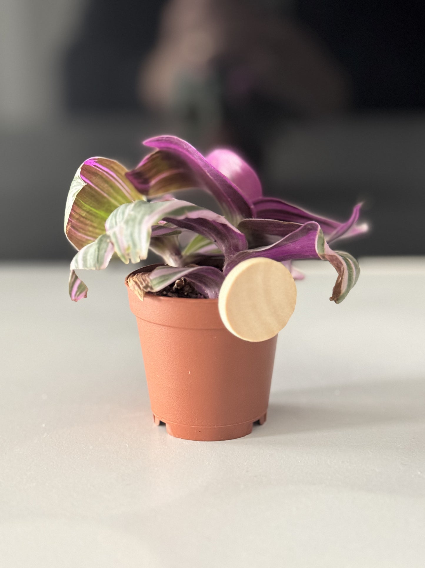 Fruit Fly Defense - STARTER PACK