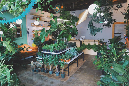 Fruit Fly Defense: Garden Centers / Plant Nurseries