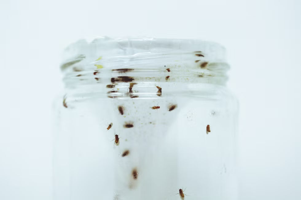 How to Get Rid of Fruit Flies: Traps vs. Deterrents