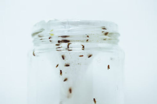 How to Get Rid of Fruit Flies: Traps vs. Deterrents