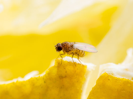 Where Do Fruit Flies Come From? Understanding the Source to Prevent Infestations